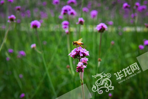 花朵吸引了蜜蜂。 西甲联赛官方网站供图 华龙网发
